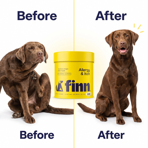 FINN Allergy & Itch dog supplement